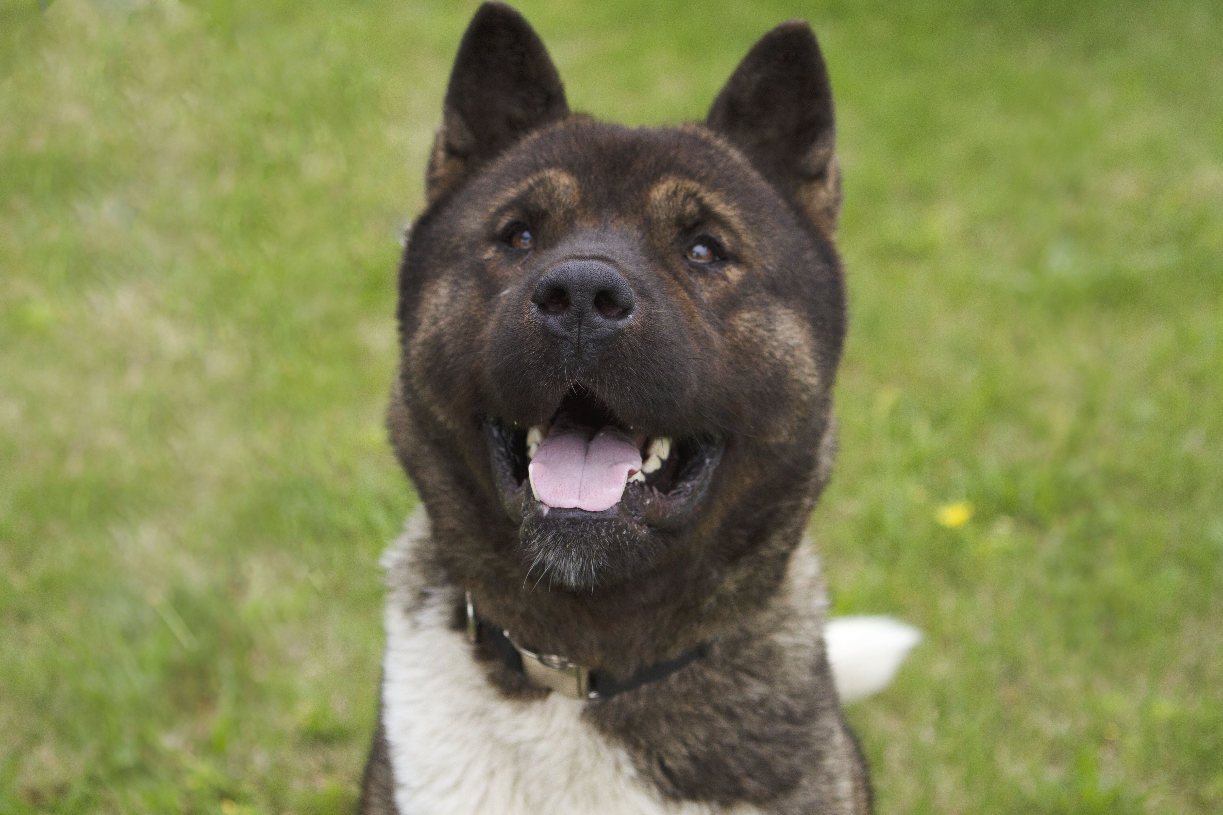 Home - Big East Akita Rescue