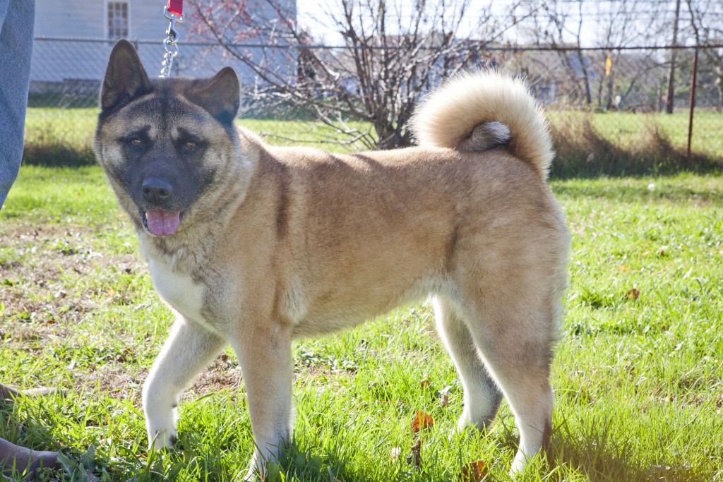 New BEAR website - Big East Akita Rescue