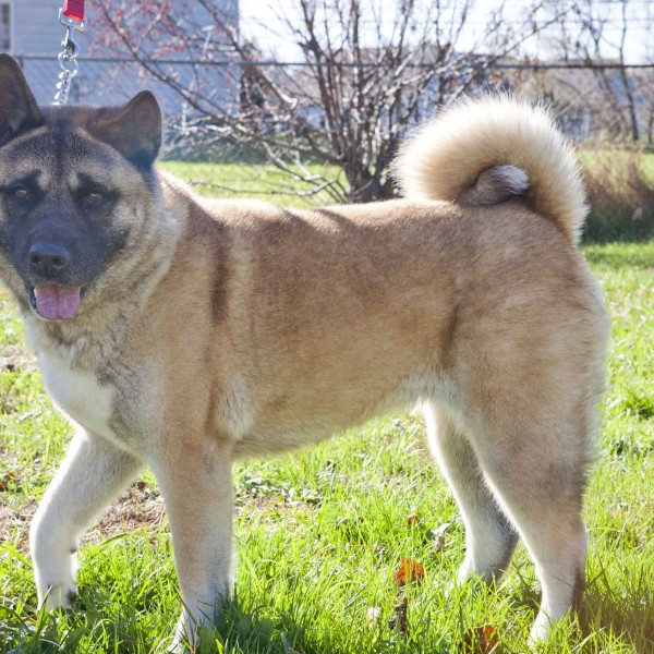 Available - Big East Akita Rescue