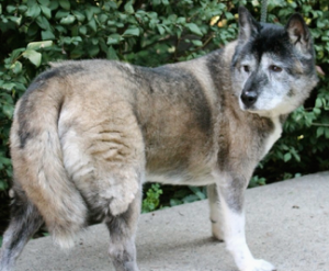 oldakita