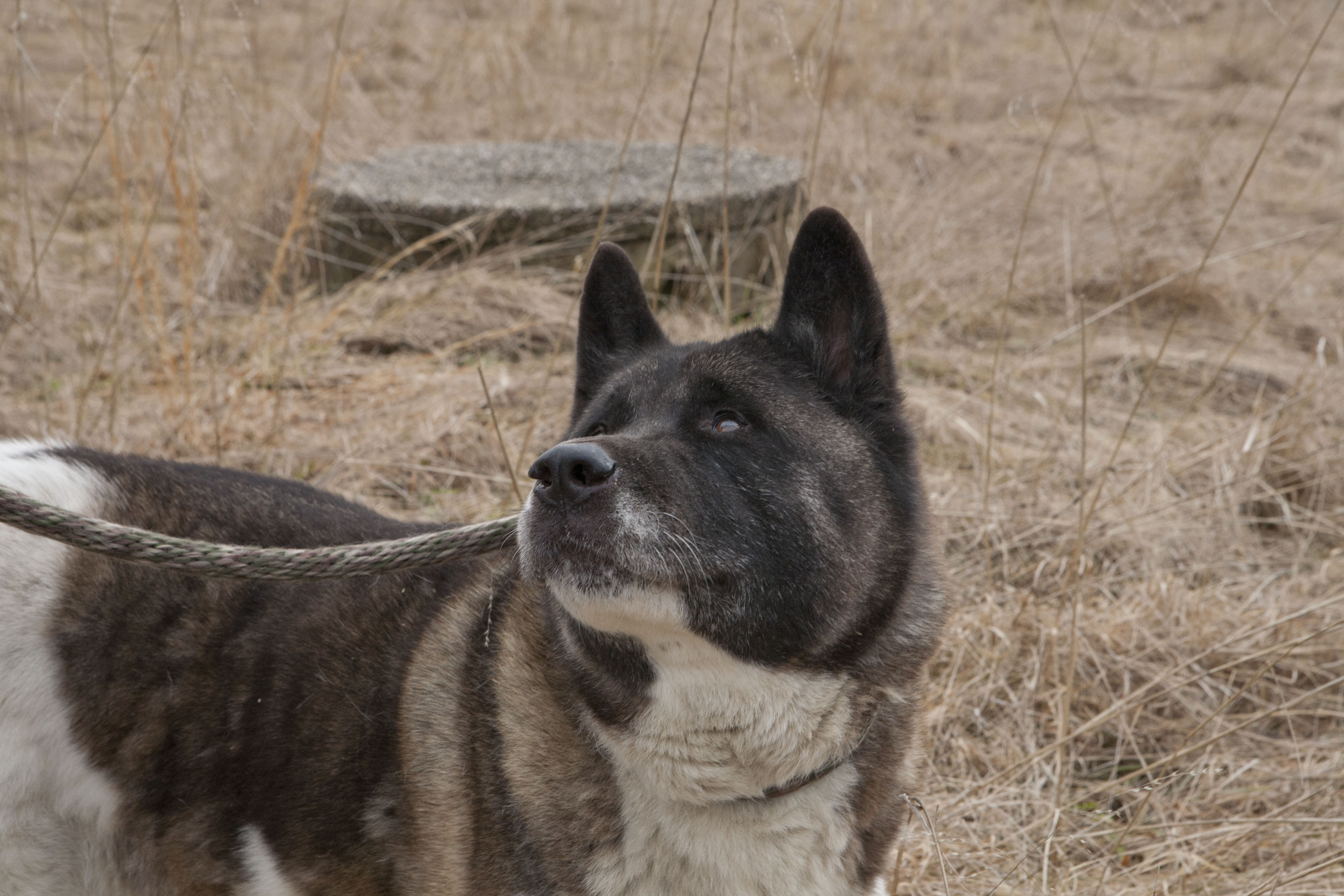 Home - Big East Akita Rescue