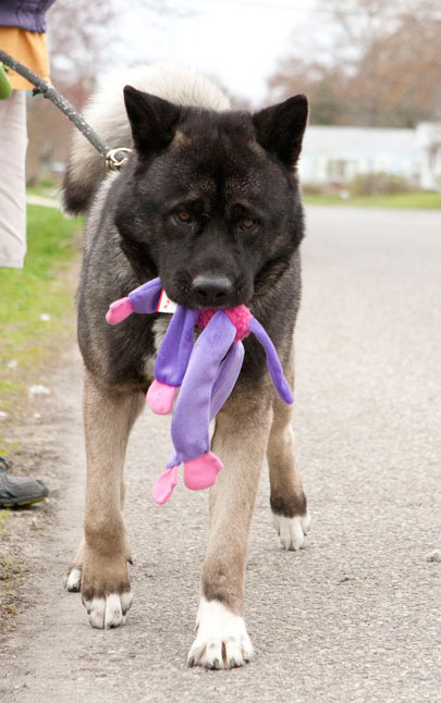 huge akita dog